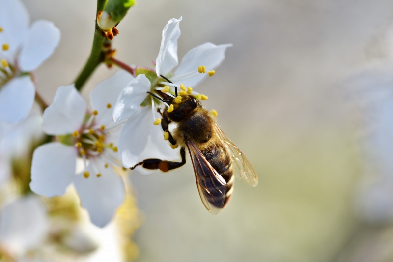 jardinerie-ST RAPHAEL-min_bee-4092986